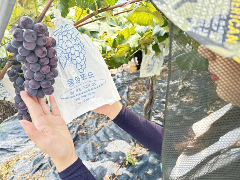거창군, 새콤달콤 웅양포도 2024년 특별판매